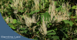 Japanese Knotweed and Property Sales