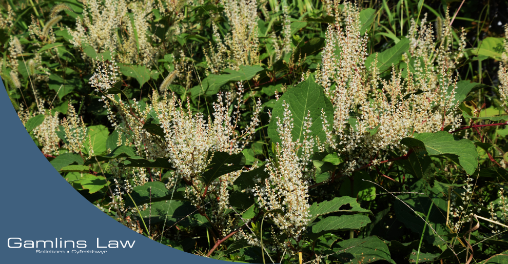 Home 2 Japanese Knotweed and Property Sales